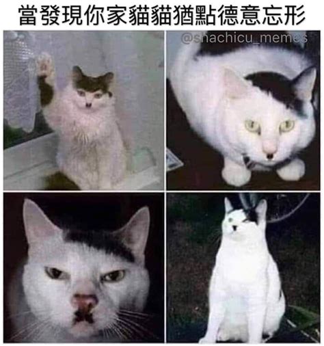 真猶你德